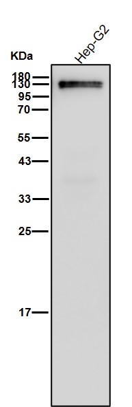 Rabbit Monoclonal to NEDD4-2