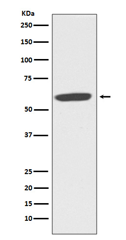 Rabbit Monoclonal to NOX2/CYBB/gp91phox