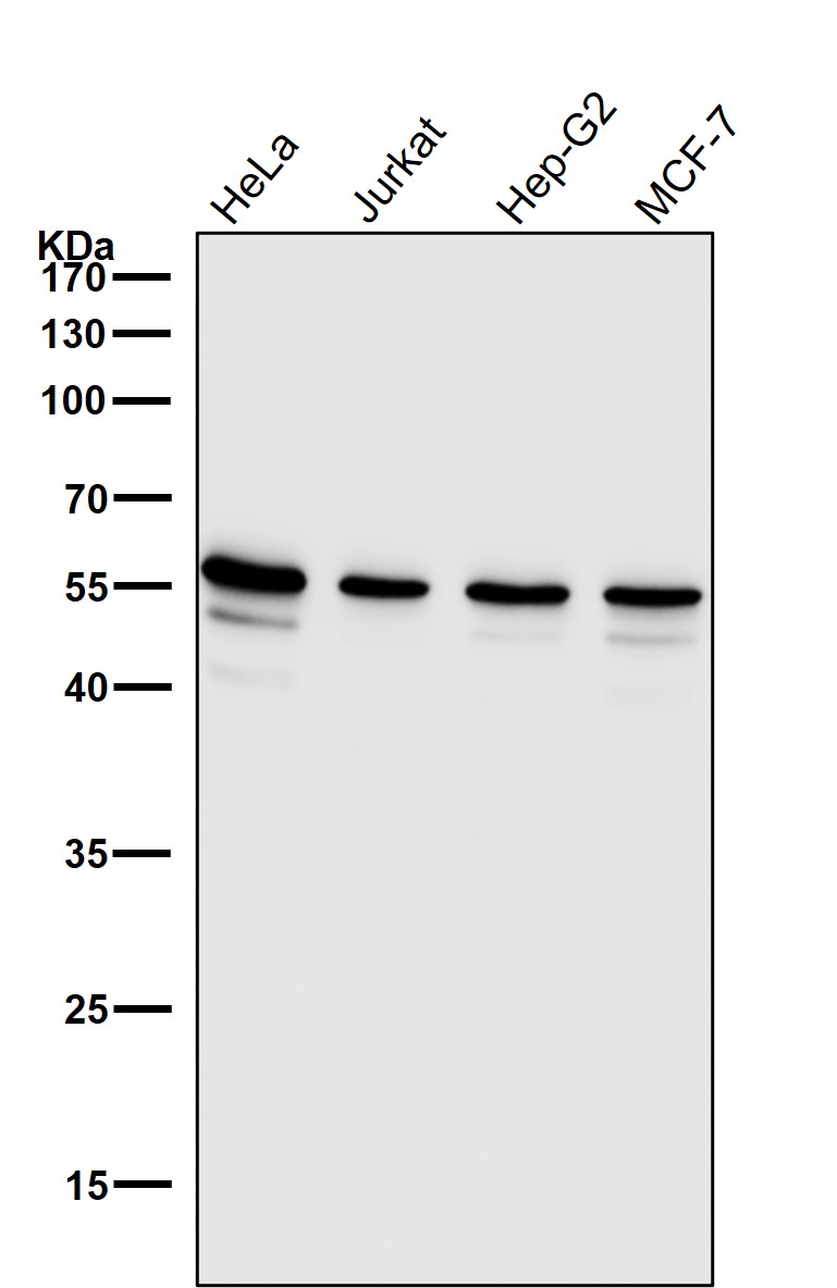 Rabbit Monoclonal to NOX2/CYBB/gp91phox
