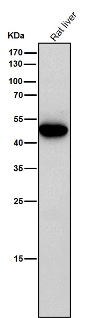 Caspase 5