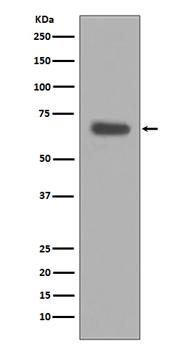 proCaspase 10
