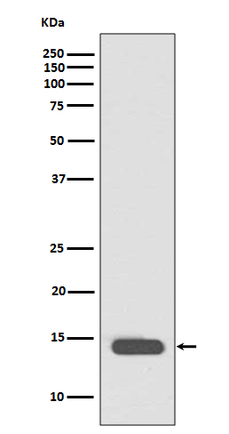 Histone H2B(acetylK20)