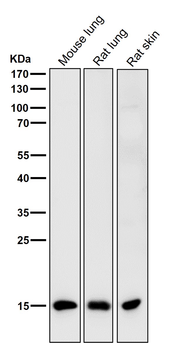 Histone H3(dimethylK9)