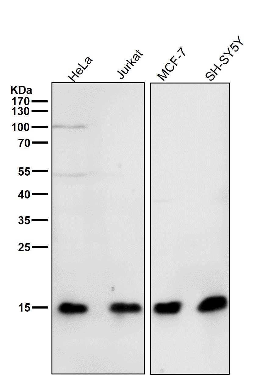 Rabbit Monoclonal to Histone H3(dimethylK9)