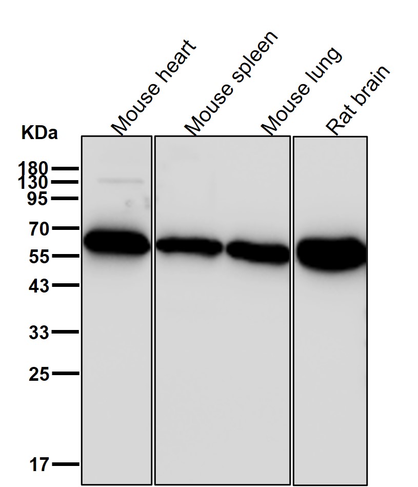 Rabbit Monoclonal to PKM2