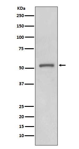 MMP11