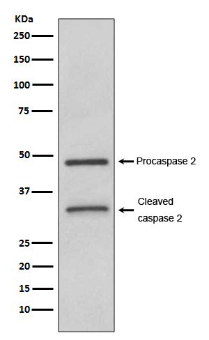 Caspase-2