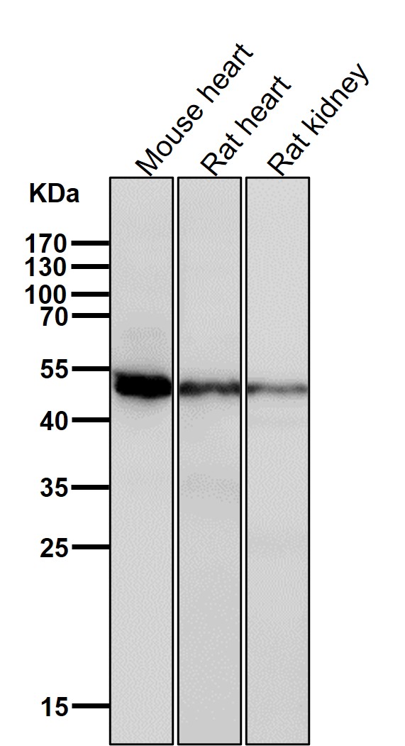 Rabbit Monoclonal to Caspase-2