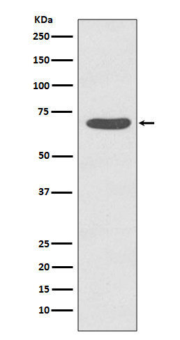 Phospho-PKC zeta(T560)