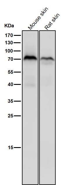 Rabbit Monoclonal to Phospho-PKC zeta(T560)