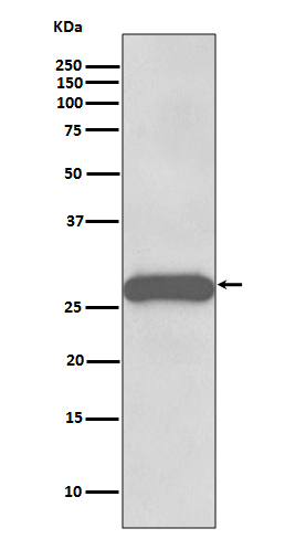 Rabbit Monoclonal to PPP1R1A