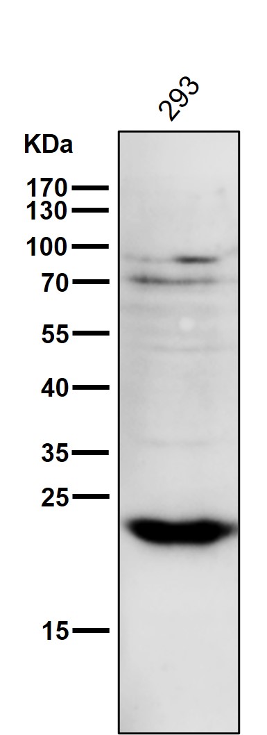 Rabbit Monoclonal to PPP1R1A