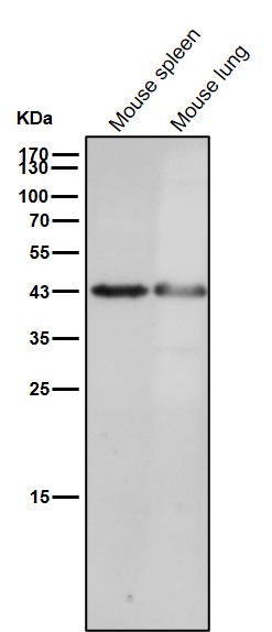 Rabbit Monoclonal to OPRD1