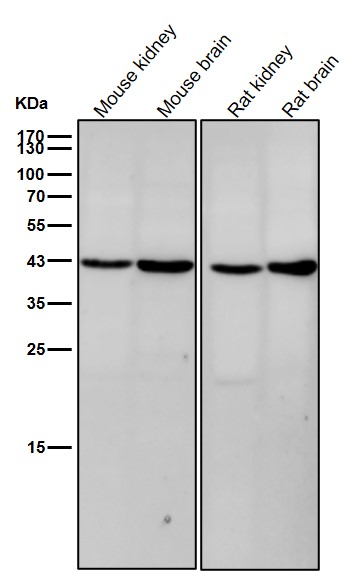 Rabbit Monoclonal to OPRD1