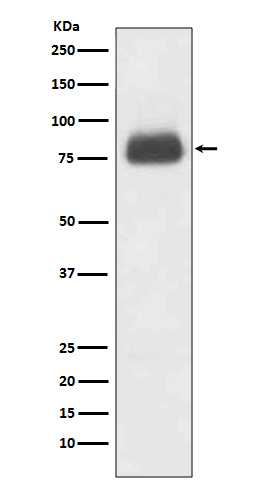 CD36