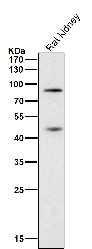 Rabbit Monoclonal to CD36