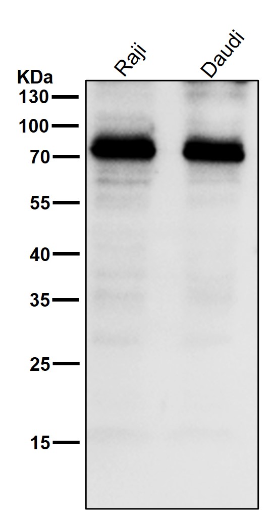 Rabbit Monoclonal to CD36