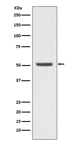 E2F2