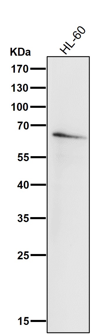 IRF5
