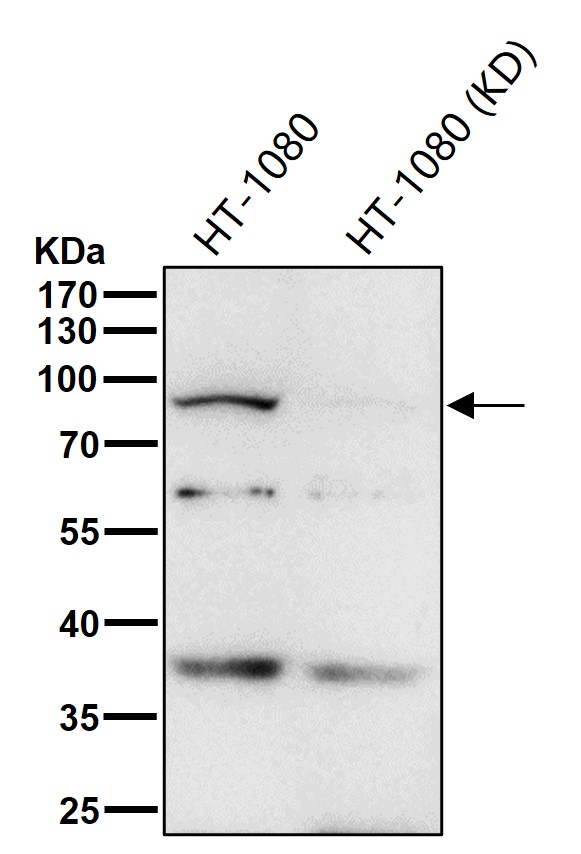 Rabbit Monoclonal to EIF2C3