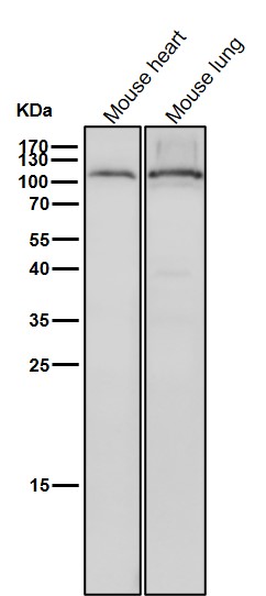 Rabbit Monoclonal to EIF2C3