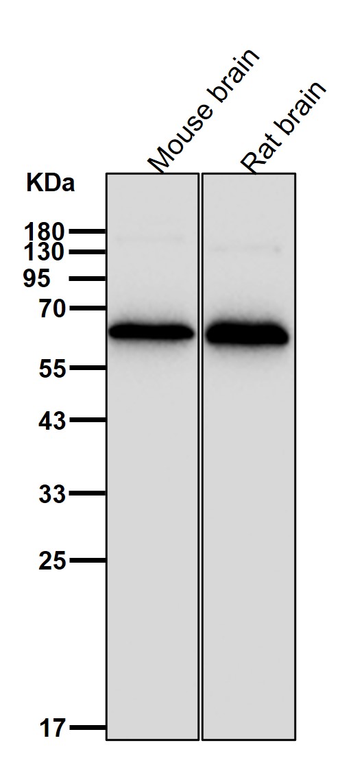 Rabbit Monoclonal to GLUT2