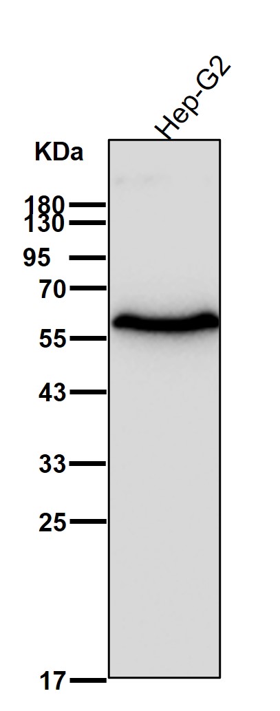 Rabbit Monoclonal to GLUT2