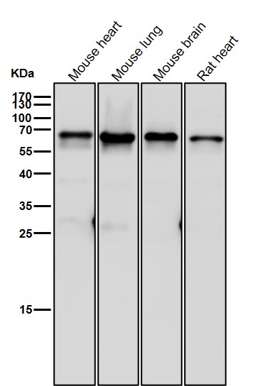 Rabbit Monoclonal to IRF6