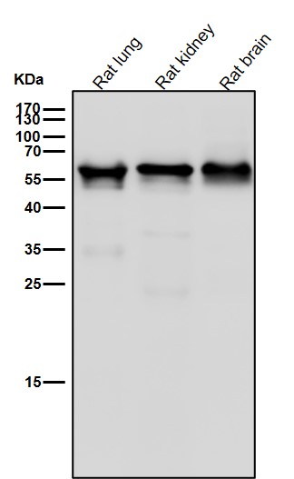 Rabbit Monoclonal to IRF6