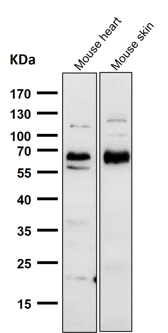 Cdk8