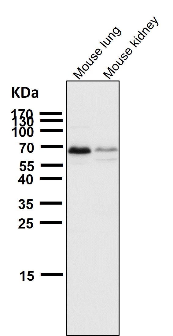 Rabbit Monoclonal to Cdk8