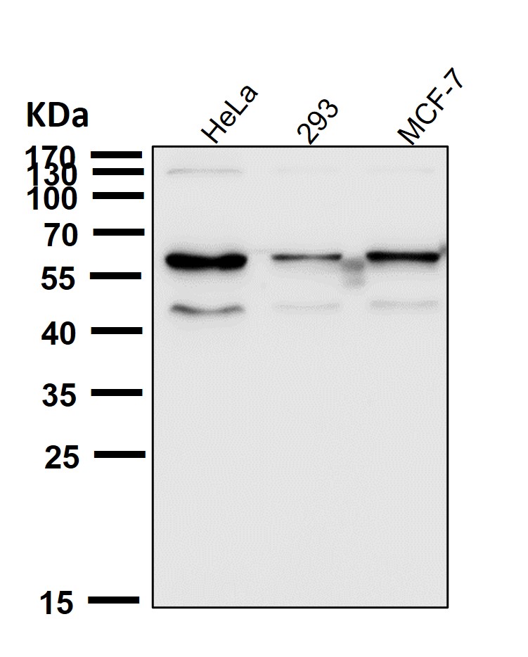 Rabbit Monoclonal to Cdk8