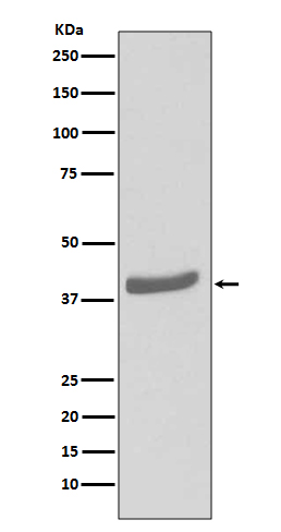 Cdk7