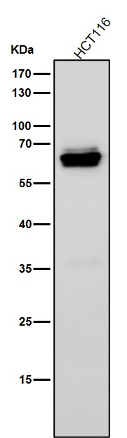 Rabbit Monoclonal to IRF5