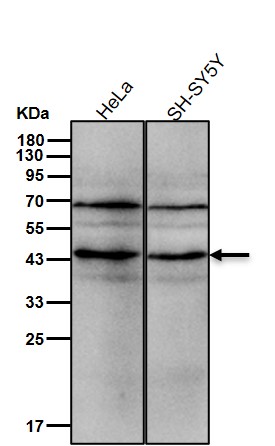 Rabbit Monoclonal to SOX1
