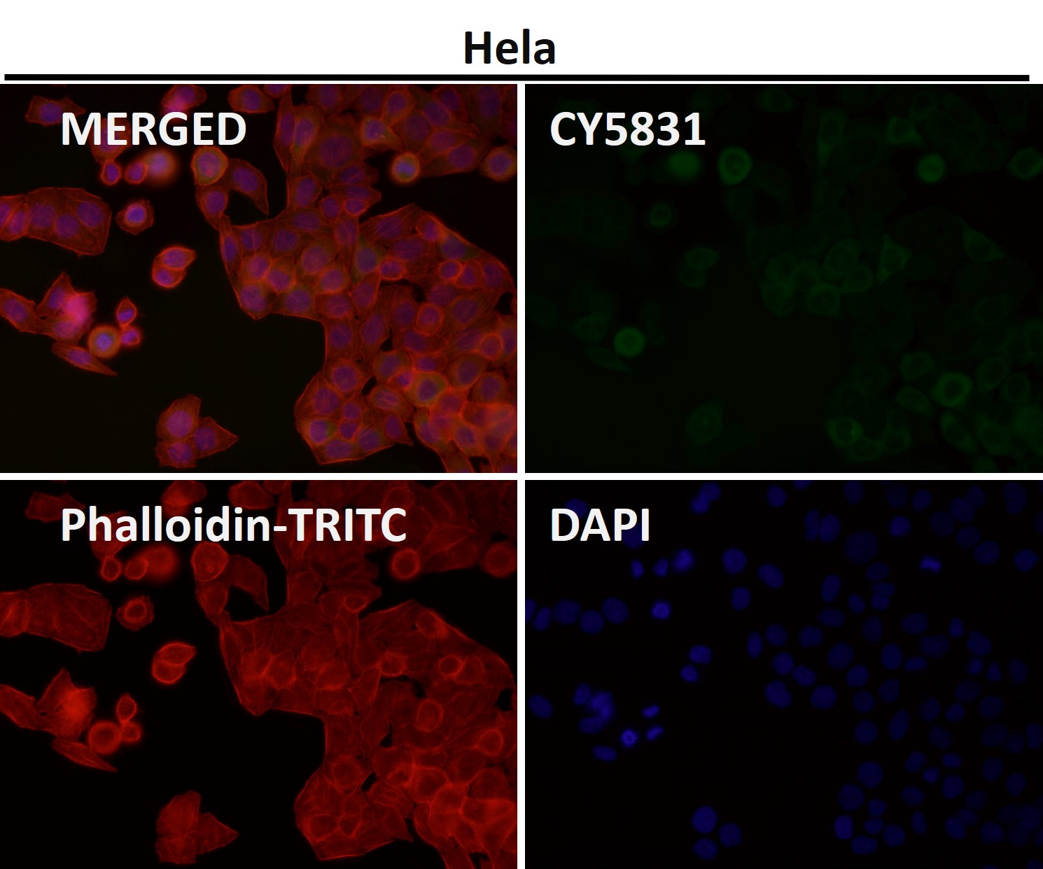 Rabbit Monoclonal to CyclinB2