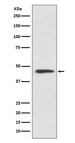 Rabbit Monoclonal to CyclinB2