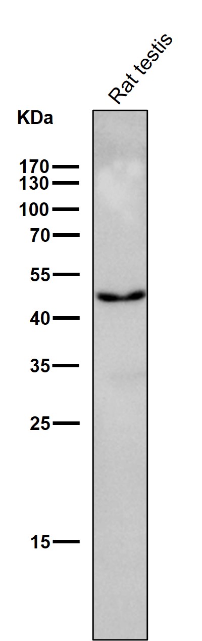 Rabbit Monoclonal to CyclinB2