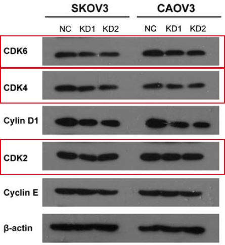 Rabbit Monoclonal to Cdk6
