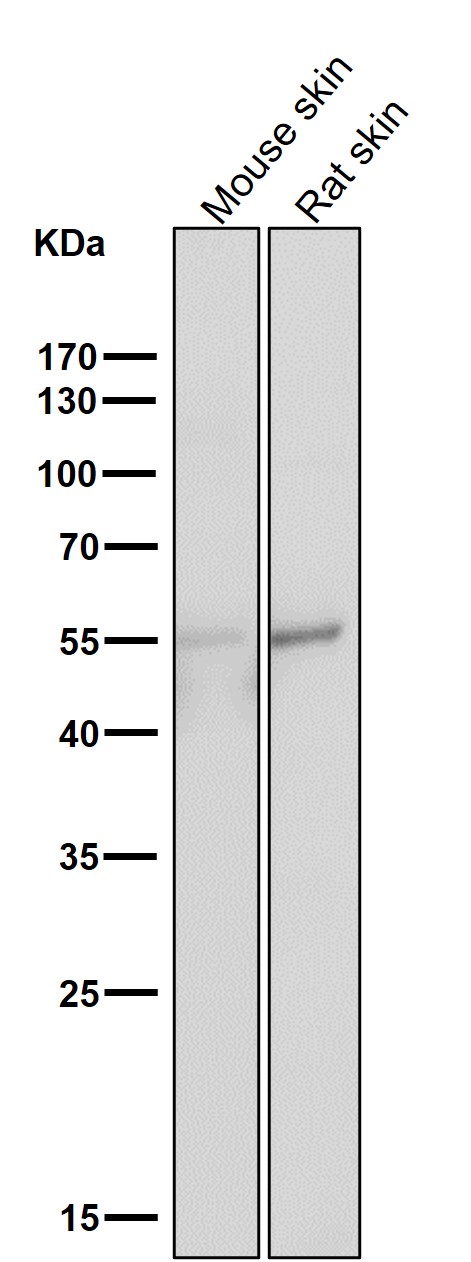 Rabbit Monoclonal to Tau
