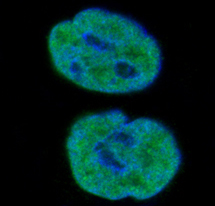 Rabbit Monoclonal to Histone H1.0