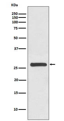 14-3-3 gamma