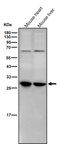 Rabbit Monoclonal to 14-3-3 gamma