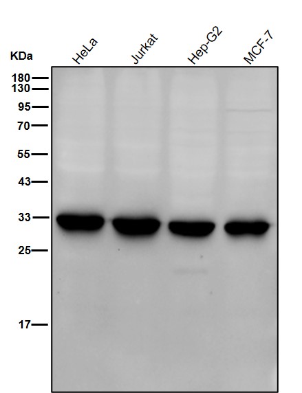 Rabbit Monoclonal to 14-3-3 gamma