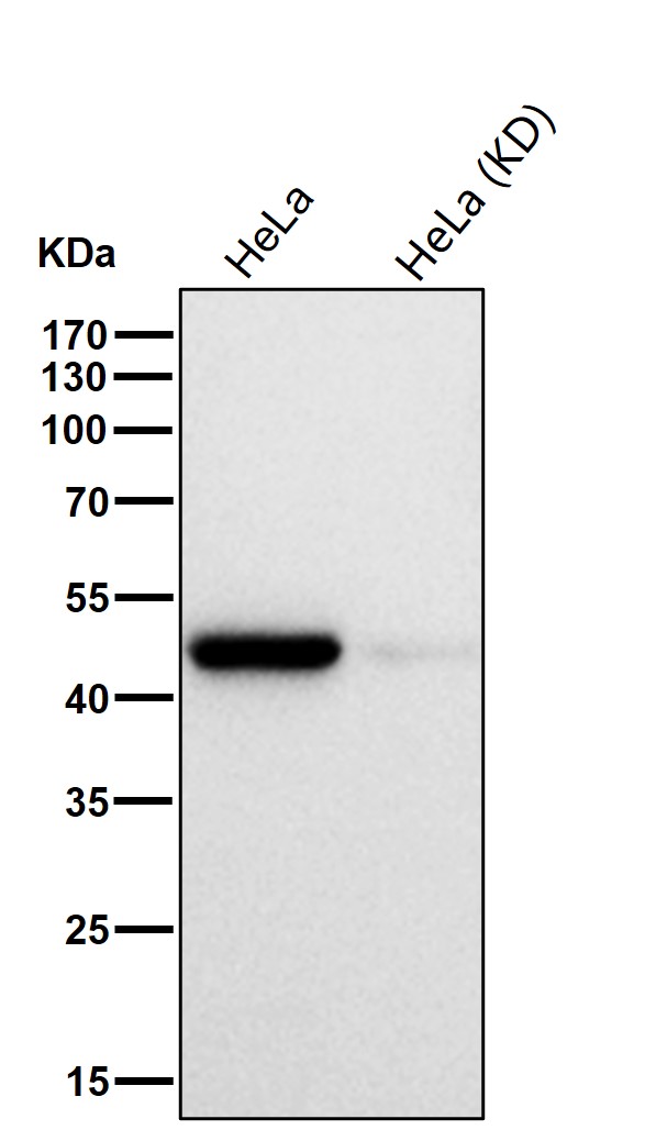 Rabbit Monoclonal to Phospho-MEK1(S298)