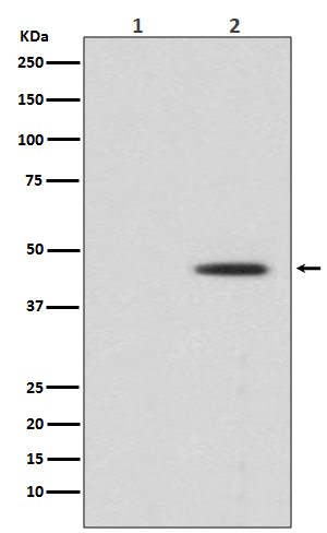Phospho-MEK1(S298)