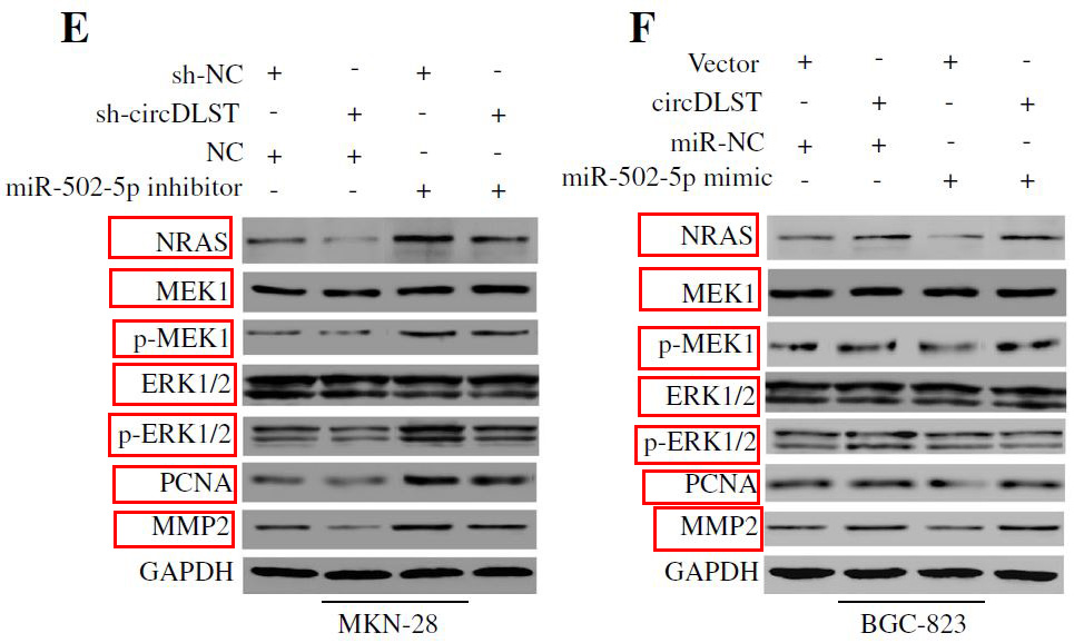 Rabbit Monoclonal to Phospho-MEK1(S298)