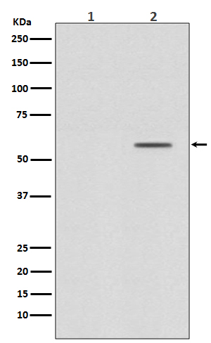 Phospho-Smad2(S250)