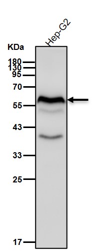Rabbit Monoclonal to Phospho-Smad2(S250)