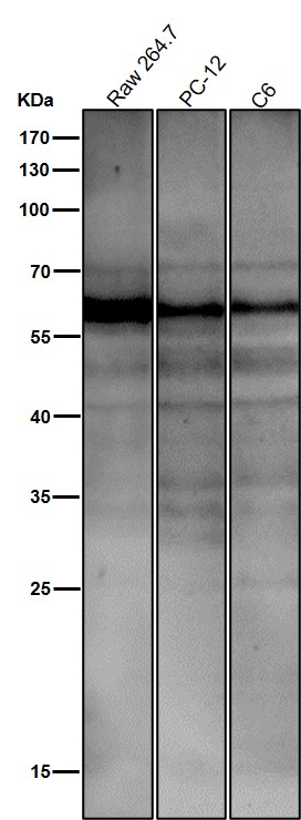 Rabbit Monoclonal to ATF7